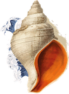 SCHELP LOGO aangepast kopie